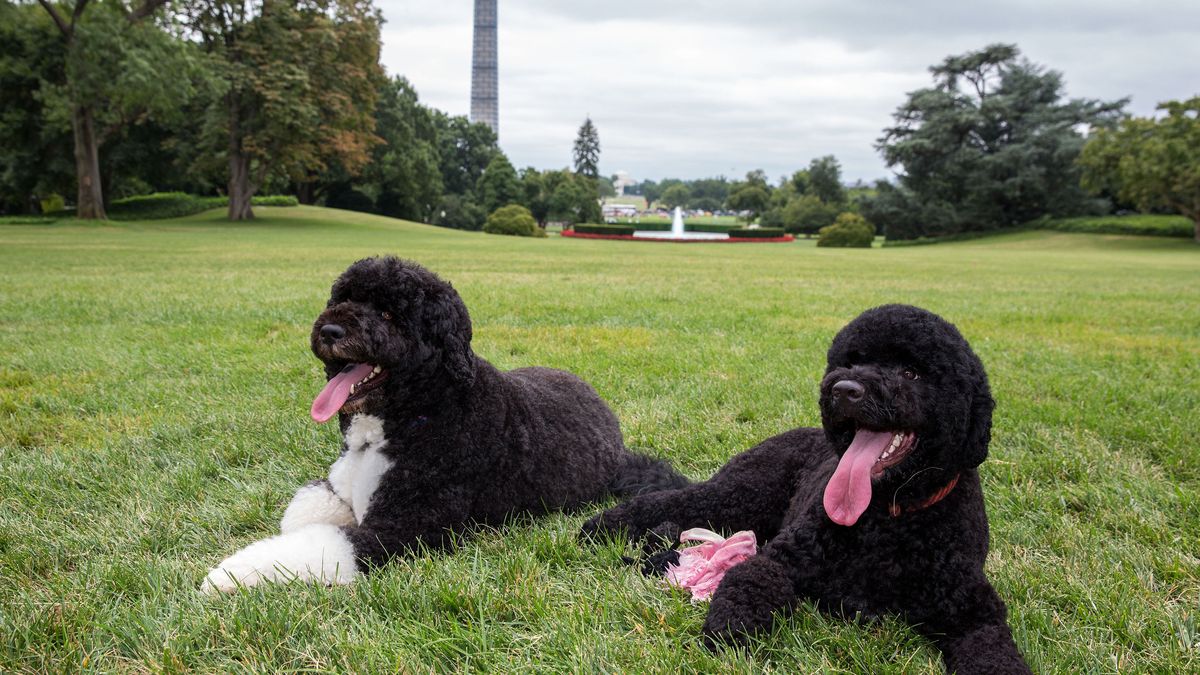 Obama le encuentra una 'novia' a su perro Bo