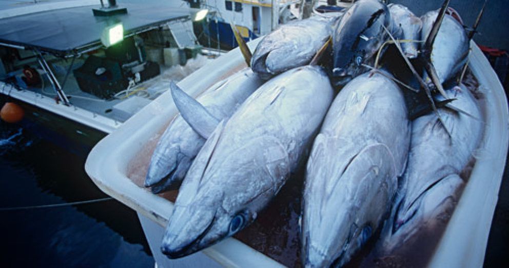 Foto: ¿Es seguro o no comer pescado azul?