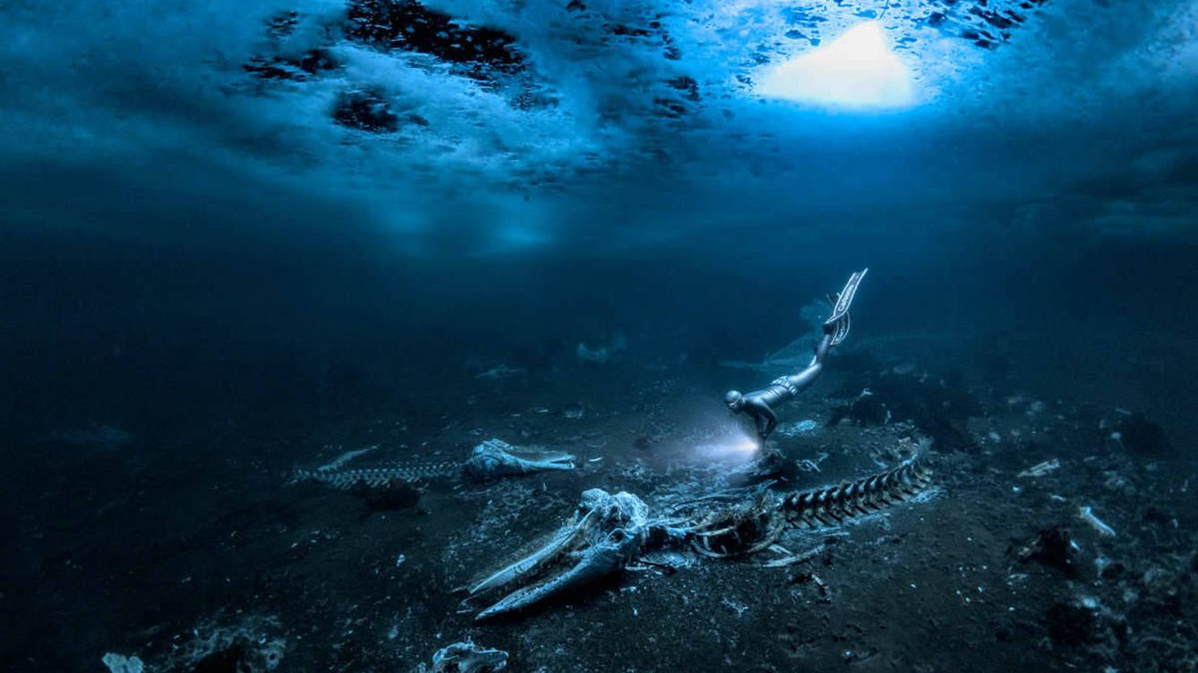 Foto: Fotografía ganadora del Underwater Photographer of the Year 2024, del fotógrafo sueco Alex Dawson. (Alex Dawson/UPY2024)