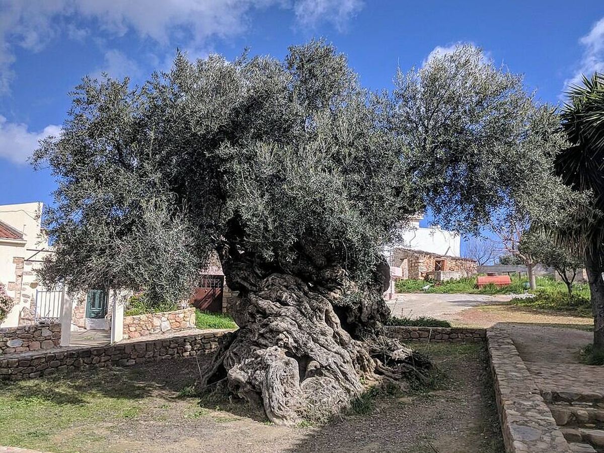 Foto: Así es el olivo más grande y viejo del mundo (Wikipedia/Eric Nagle)