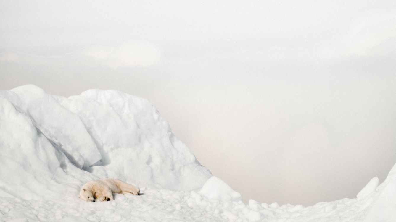 Foto: Un oso polar sobre el hielo del Polo Norte. Foto: Annie Spratt