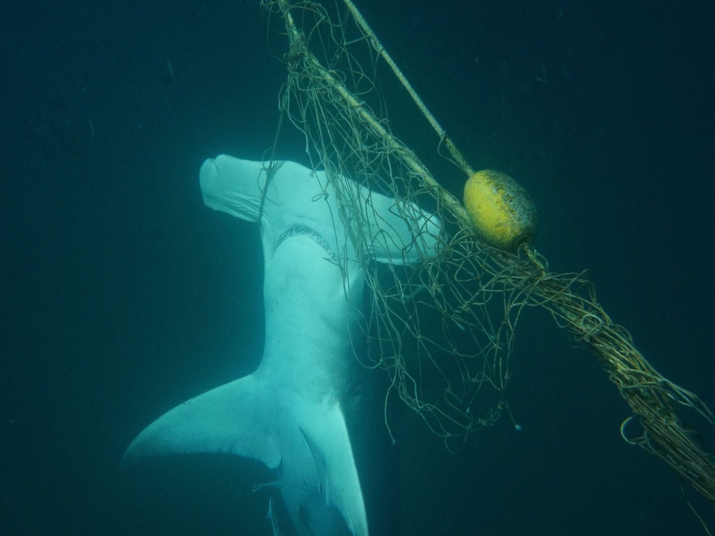 Tiburón martillo atrapado en una red fantasma. (EFE)