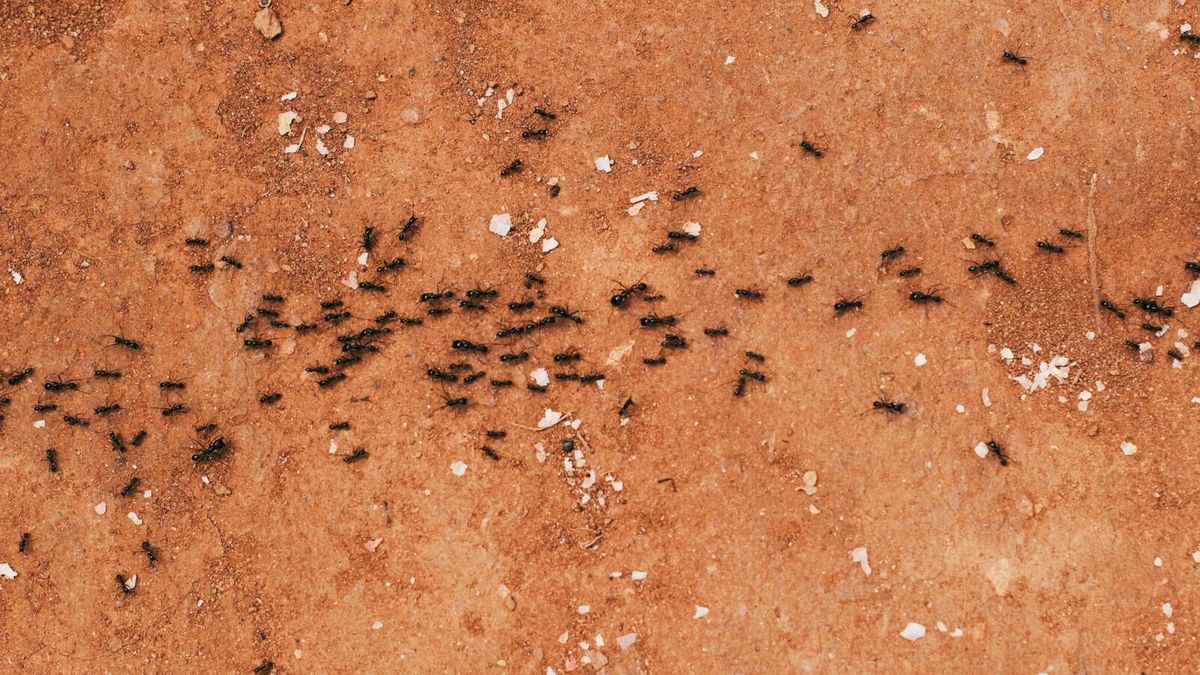 Invasión de hormiga loca en España: esta es la ciudad costera donde ha vuelto esta especie casi extinta 