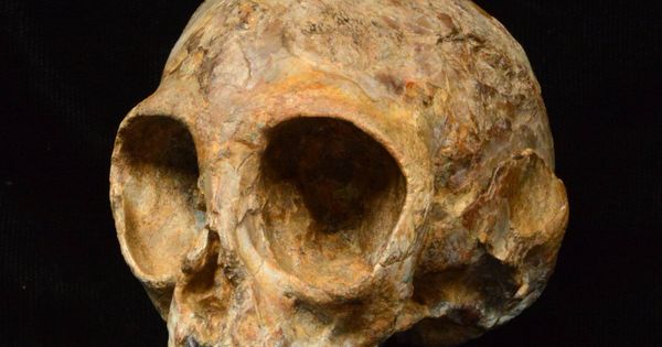 Foto: Cráneo de 13 millones de años encontrado en Kenia (Nature)