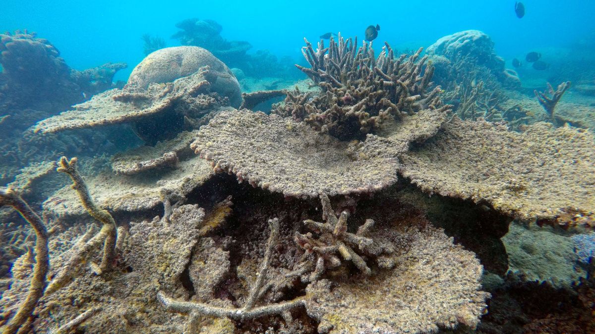 Los arrecifes de coral podrían desaparecer para siempre a mitad de siglo