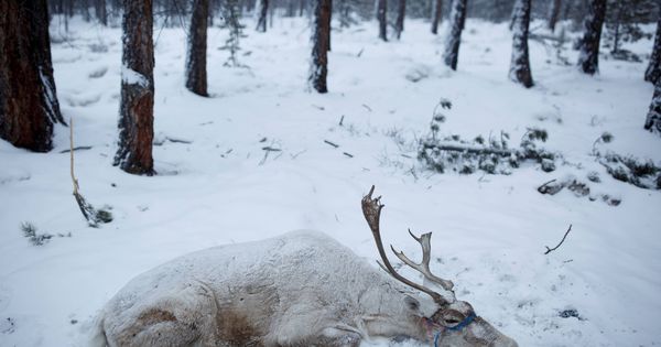 Foto: Los renos están muriendo de hambre al no tener qué comer (Reuters/Thomas Peter)