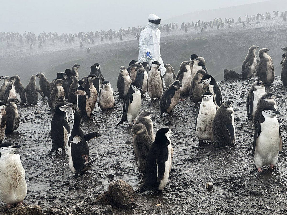 Foto: Científicos advierten de un brote de gripe aviar letal en la Antártida (Antonio Alcamí/X/@QuestContinues)