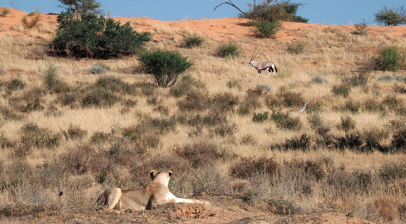 Un oryx pasa bajo la atenta mirada de una leona. (A. C.)
