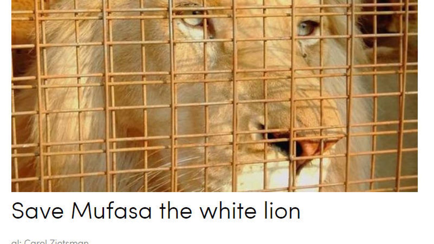 Más de 233.000 personas han pedido la salvación de Mufasa, el león blanco