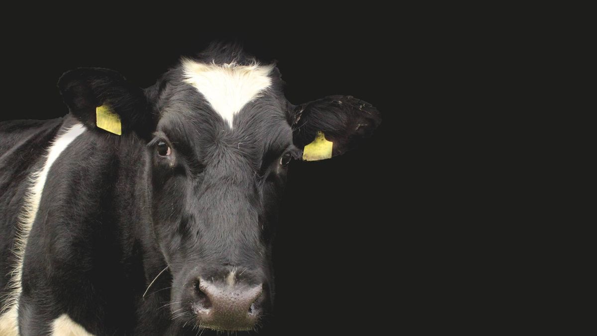 La mayor plataforma de ganaderos inicia la reclamación de 800 M contra el cártel lácteo