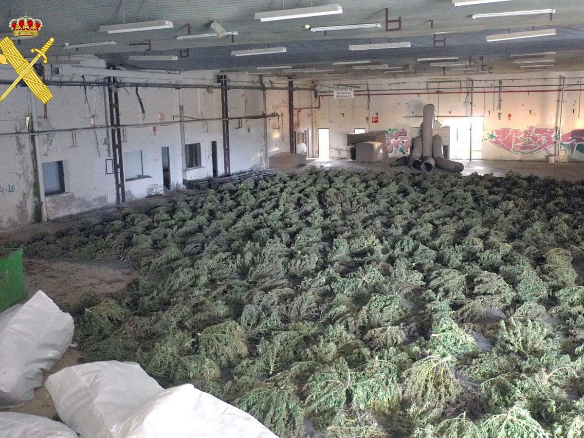 Foto: Un cultivo de marihuana desmantelado en una operación anterior. (Guardia Civil)