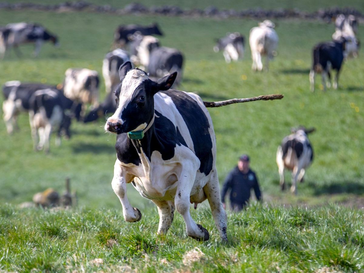 Foto: Una vaca lechera corre por un prado. (EFE)