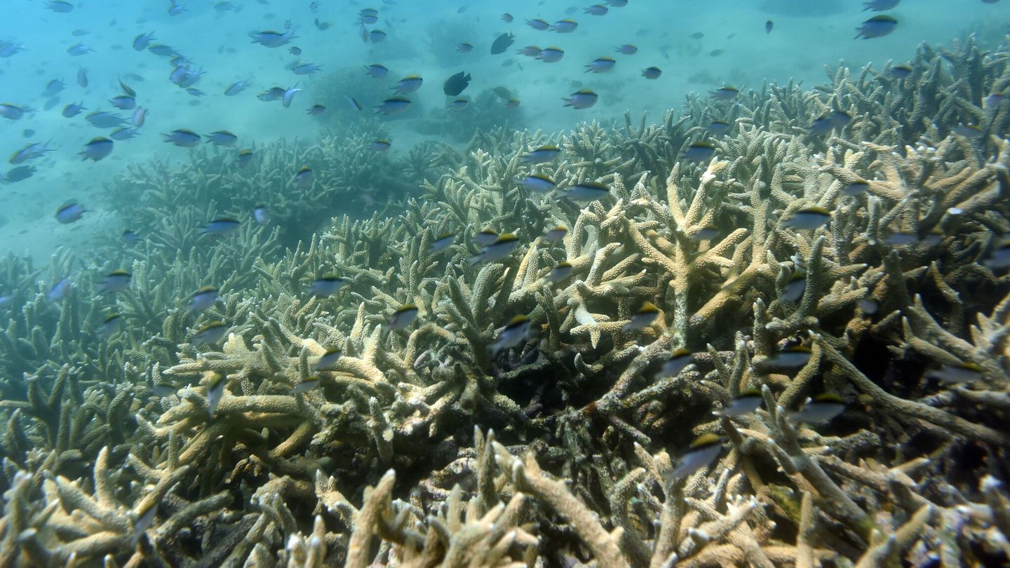 El cambio climático amenaza a la gran barrera de coral australiana. (EFE/D. Ped)