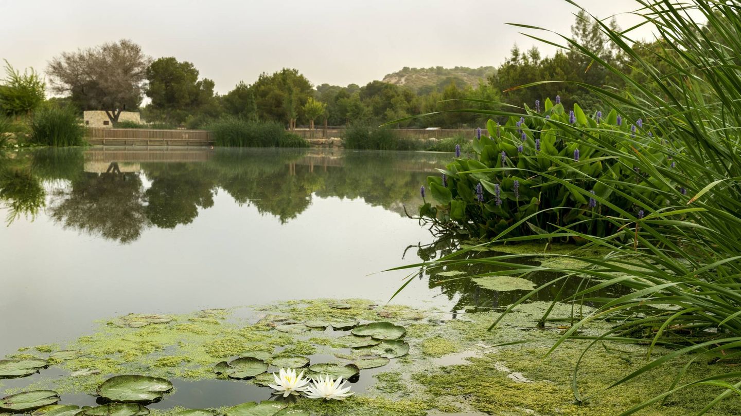 Laguna artificial de El Recorral, Alicante. Foto: Cortesía