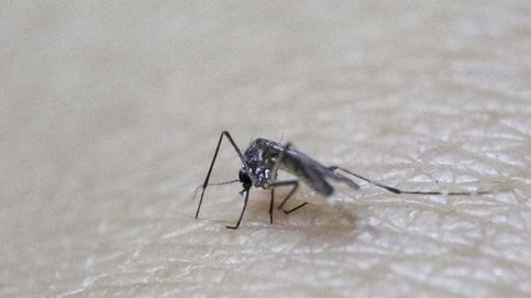 Cinco planes de la comunidad científica para acabar con el virus del Zika