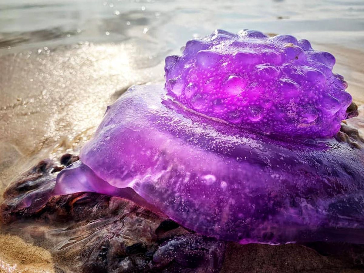 Foto: Los expertos creen que se trata de una medusa corona, una extraña especie marina (Foto: Facebook)