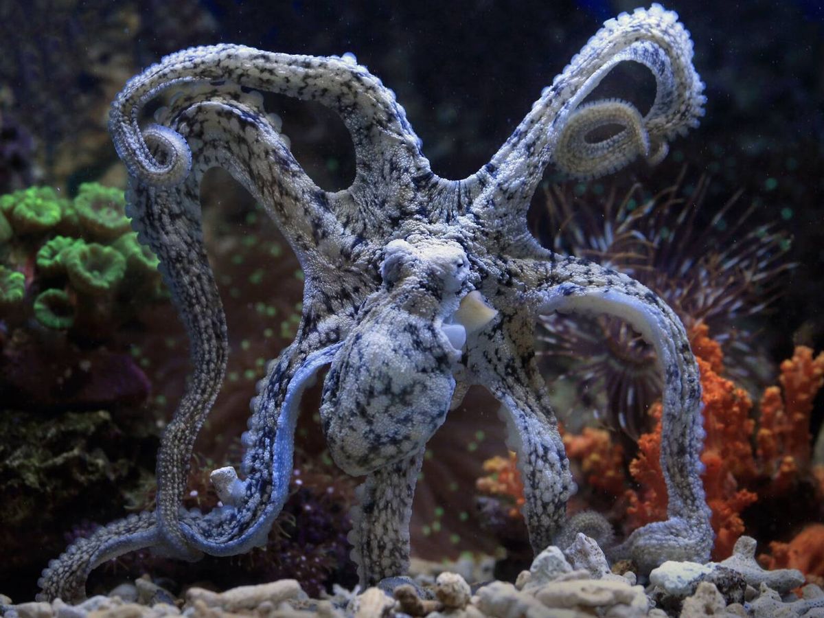 Anomalia molecular em polvos incirrados otimiza a síntese de proteínas e sustenta rede neural