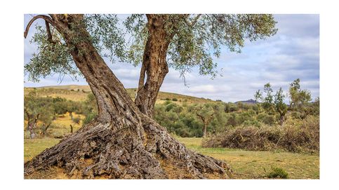 Apadrina un olivo: una iniciativa para que los árboles se ayuden a sí mismos 