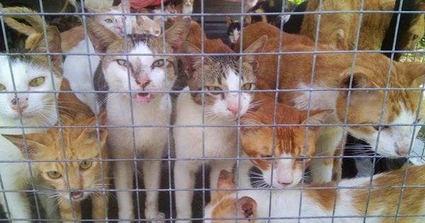 Foto: Gatos hacinados en jaulas antes de ser sacrificados. (Fight Dog Meat)