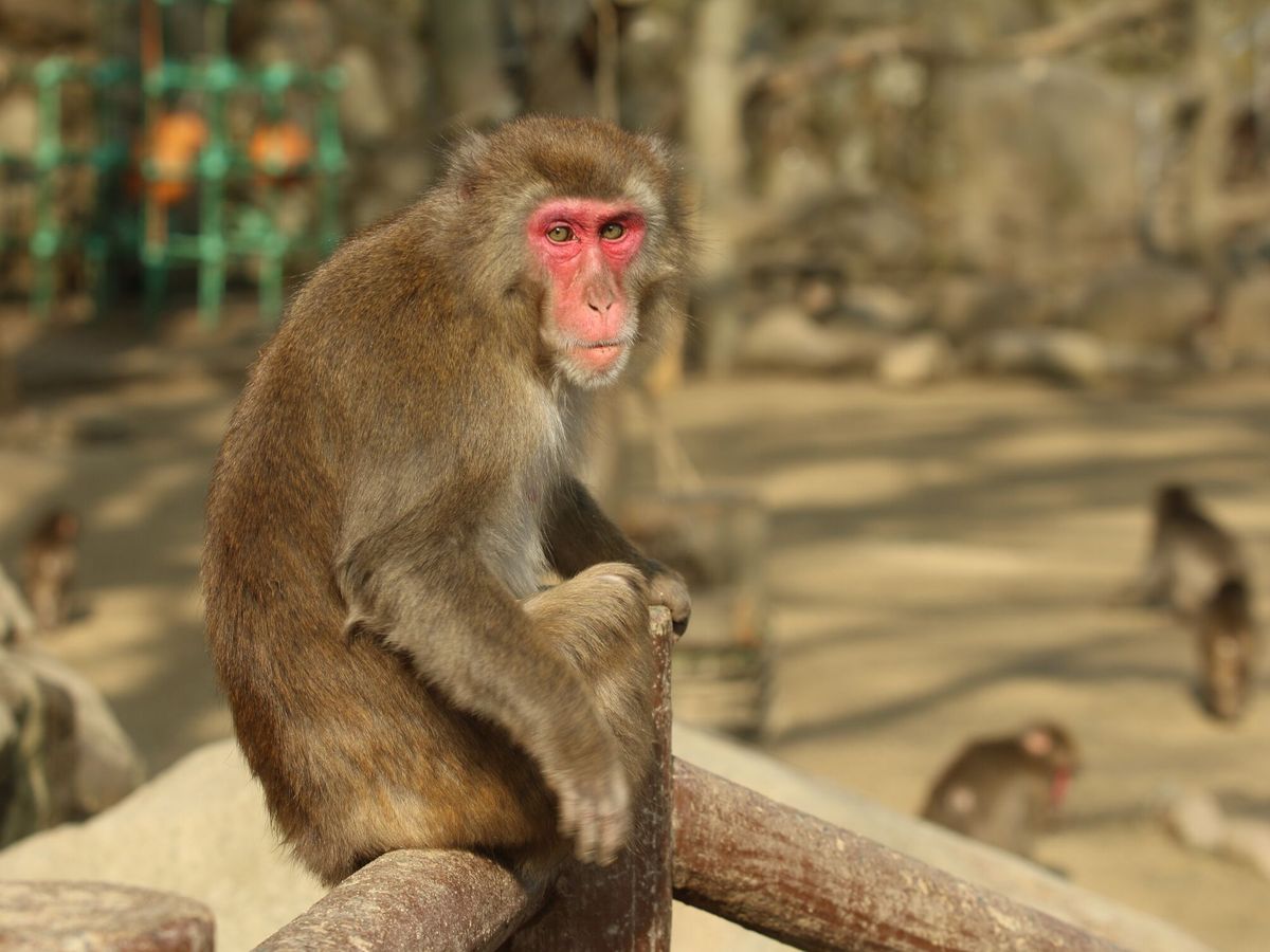 Foto: Así es el extraño virus B o del mono que tiene a un hombre en China en estado crítico (EFE/Reserva Natural de Takasakiyama)