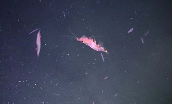 Krill antártico. (Greenpeace)