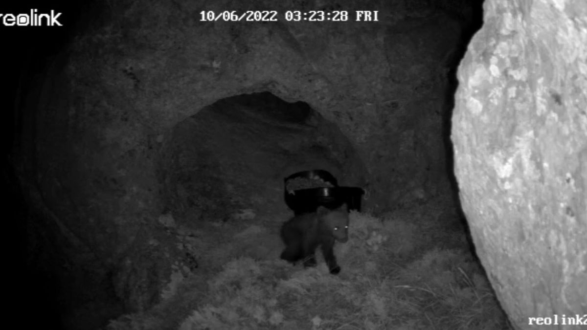 Confirman que el osezno está vivo y en la misma cueva que la hembra atacada en Palencia