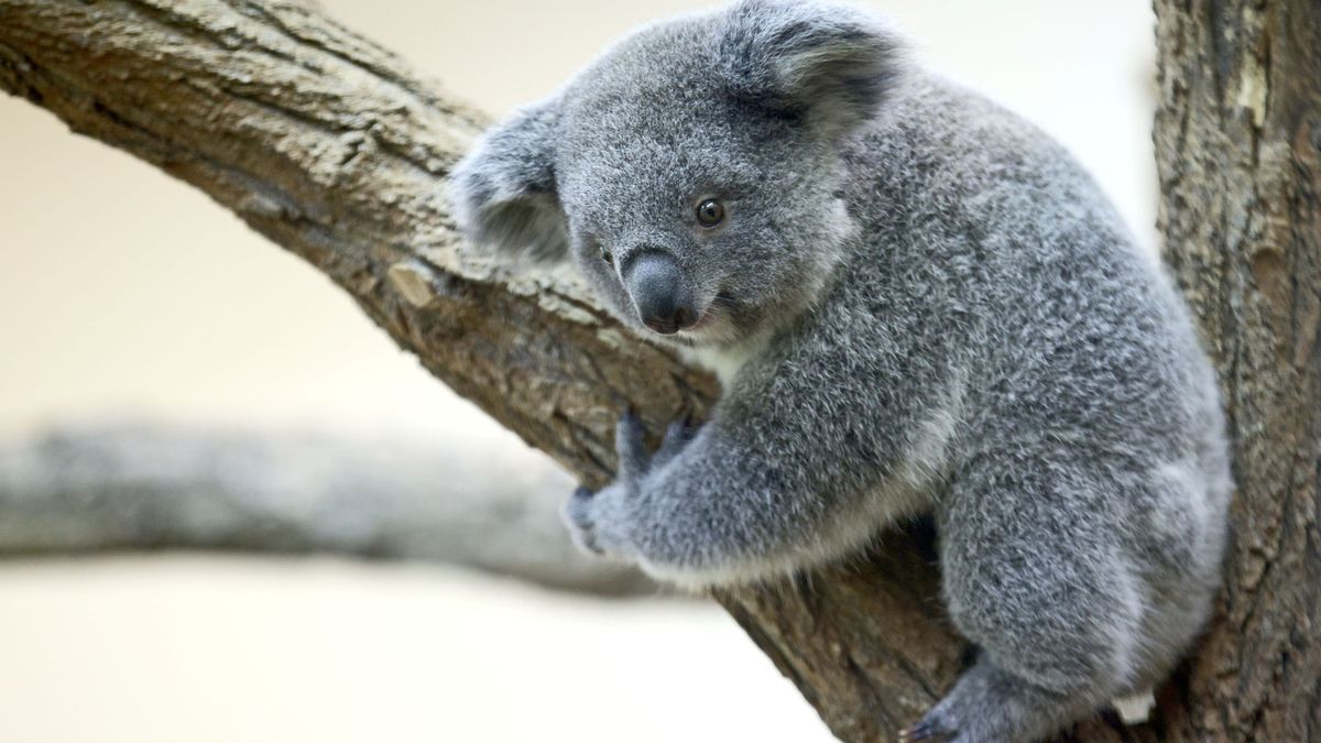 La población de koalas se redujo en un 30% desde 2018
