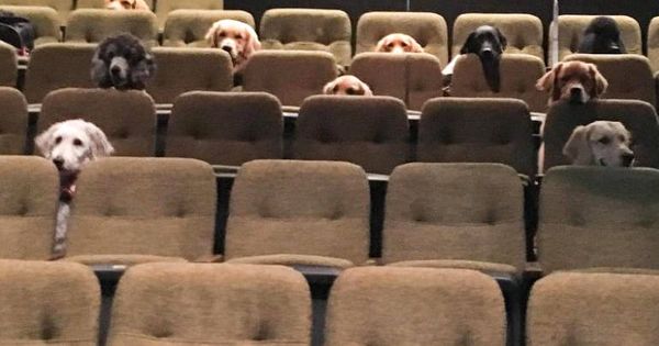 Foto: Los perros asomaron sus cabezas por encima de los asientos para ver el musical (Foto: Stratford Festival)