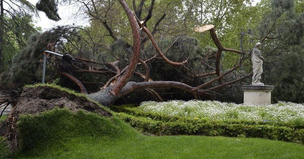 Foto: Un pino piñonero de grandes dimensiones desplomado hace dos años en el parque del Retiro. (EFE)
