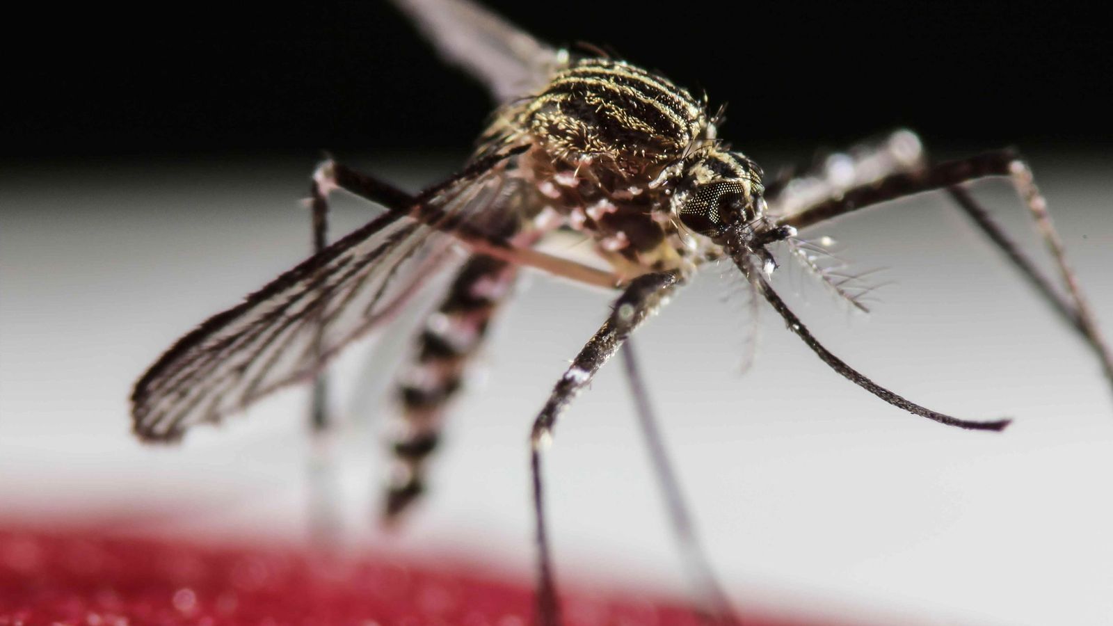Foto: El mosquito 'aedes aegypti' es el transmisor del virus del zika (EFE)