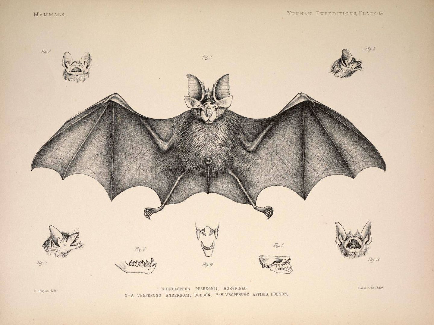 Un dibujo de un Rhinolophus pearsonii de 1878. (Anatomical and Zoological Researches)