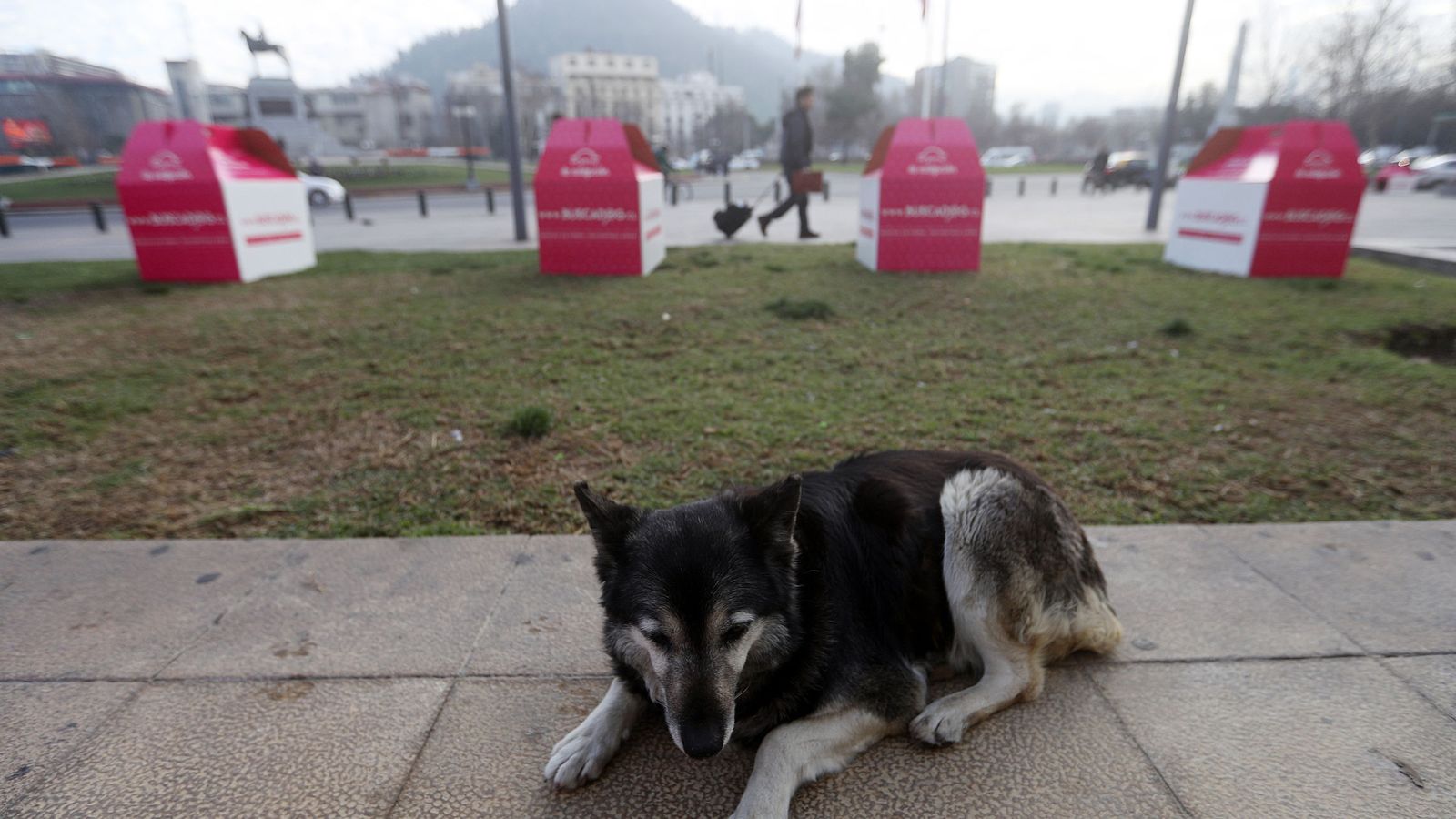 Foto: Un perro en un espacio público. (EFE)