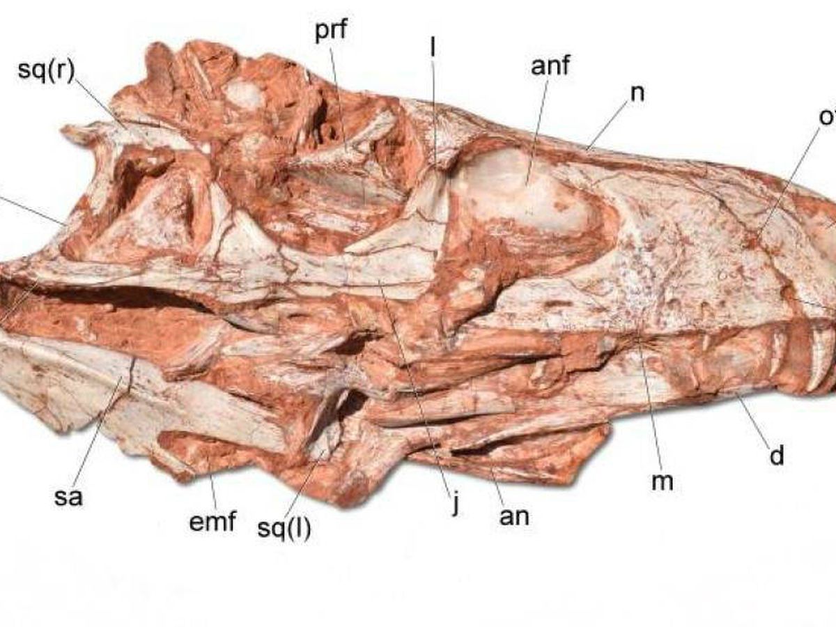 Foto: Cráneo del Gnathovorax. (Peer J)