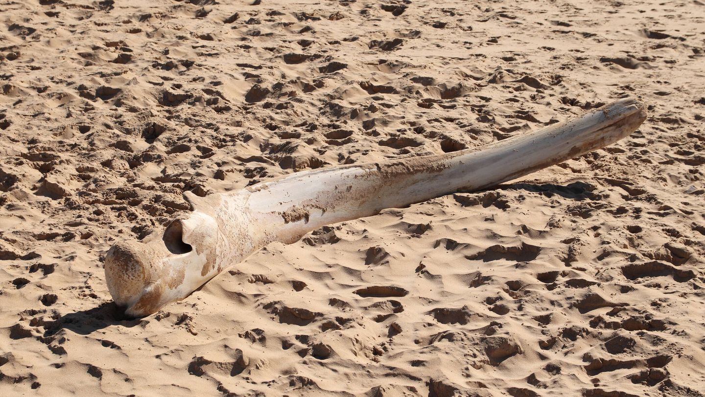 Un hueso de ballena jorobada en la arena de la playa (Fuente: iStock)