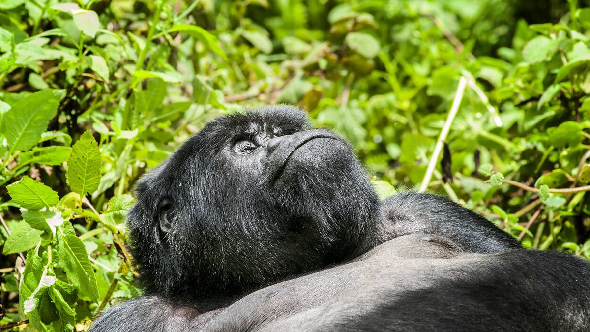 ¿Por qué los primates duermen bastante más que nosotros? Los expertos lo han analizado 
