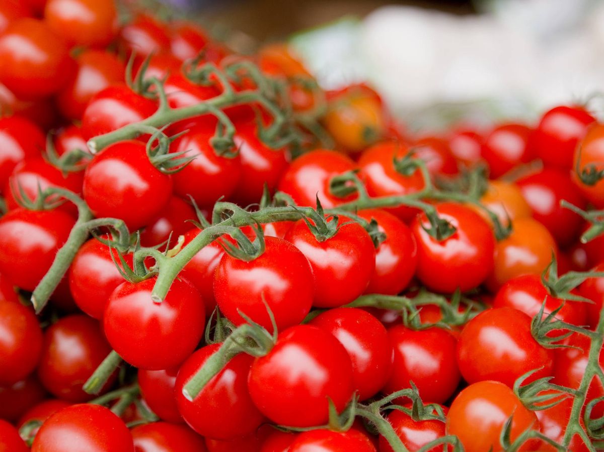 Foto: Los tomates cherry han cogido mucha fama. (iStock)