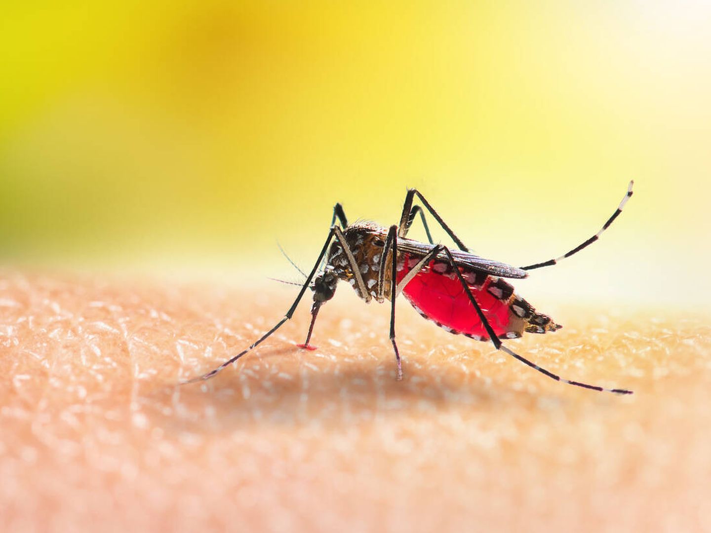 La población expuesta a la malaria aumenta si suben las temperaturas. (iStock)