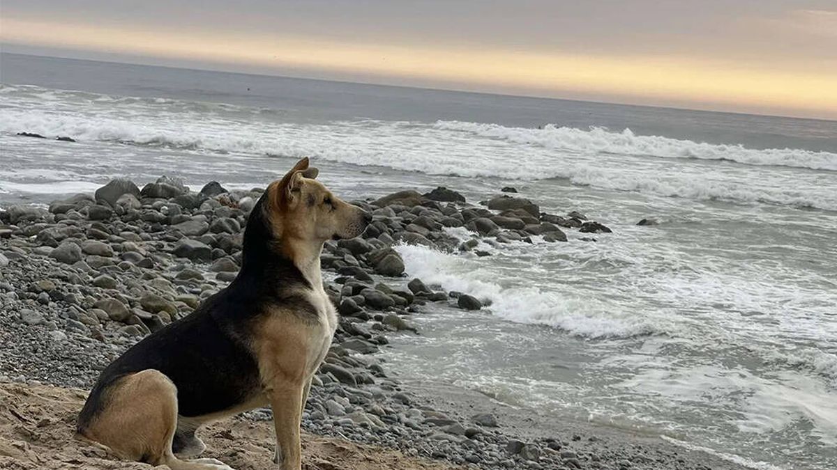 Vaguito, el perro que espera sentado junto al mar el regreso de su dueño fallecido