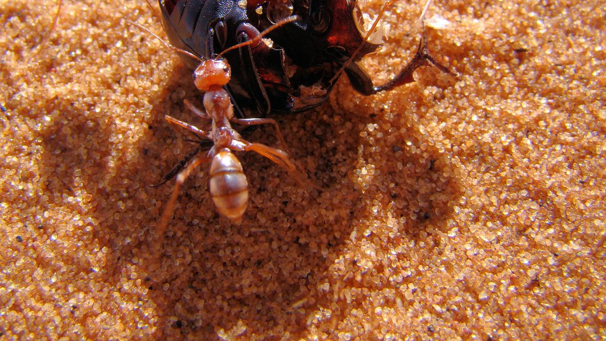 Las hormigas de plata saharianas son las hormigas más rápidas del mundo
