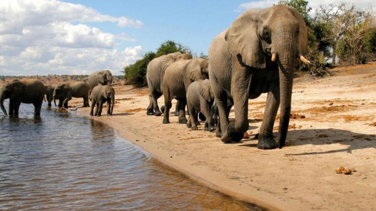 Botsuana sufre la mayor matanza de elefantes de toda la historia