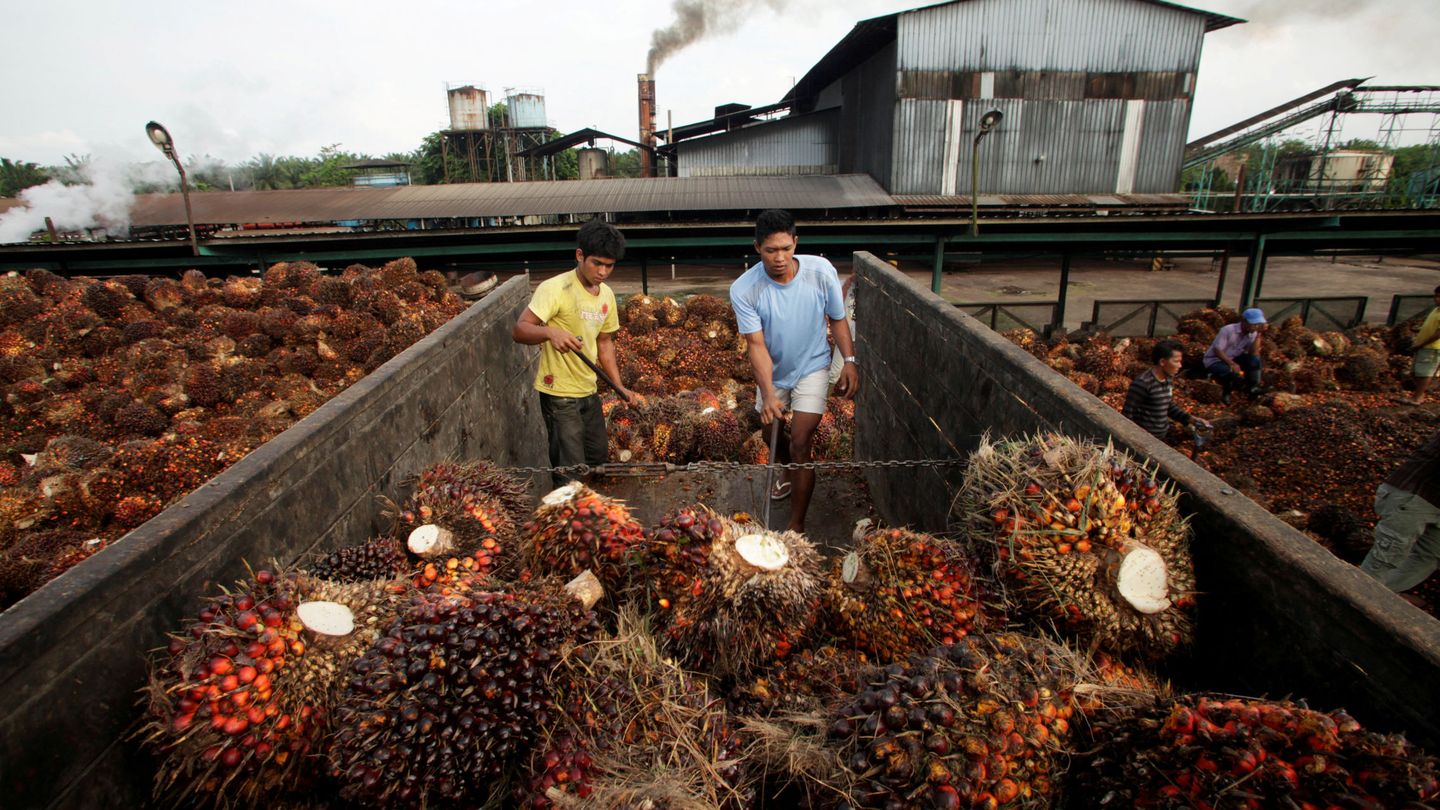 Plantaciones de aceite de Palma en Sumatra. (Foto: Reuters)