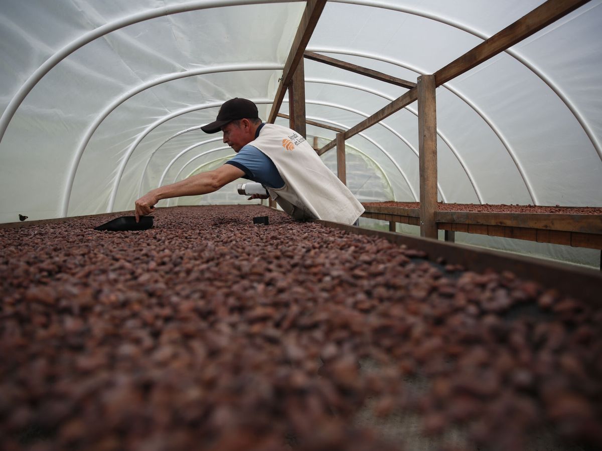 Foto: El cacao alcanza su máximo en 12 años. (EFE/Ernesto Guzmán)