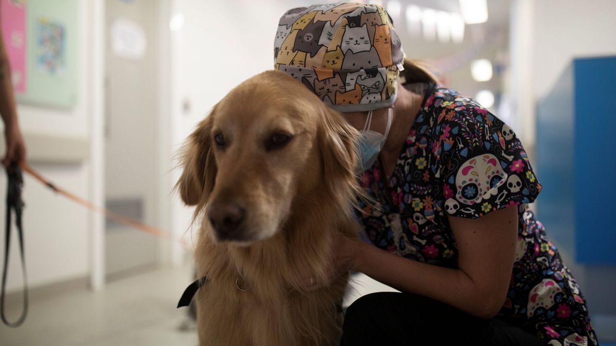 Un perro salva la vida de su dueña al detectar un cáncer solo con olerla