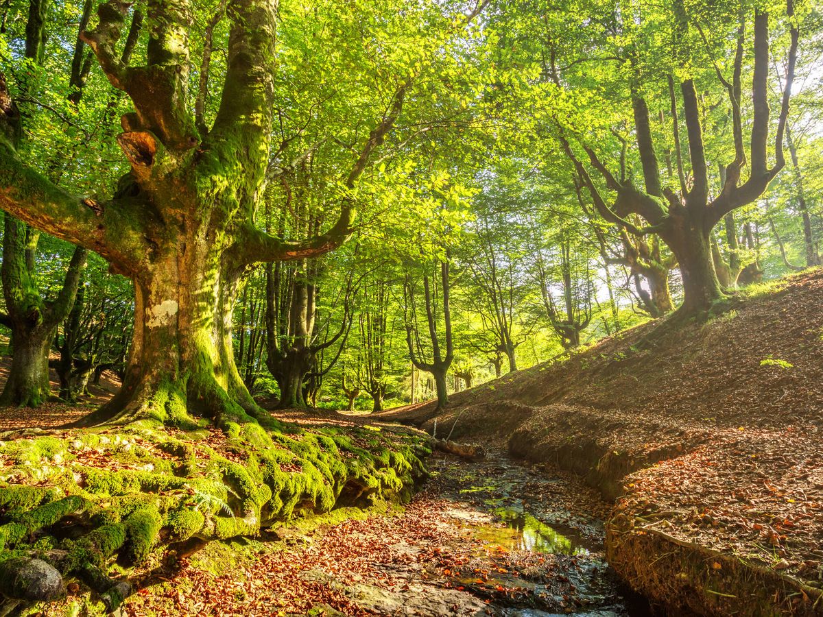 Foto: Bosque de hayas de Otzarreta en el Parque Natural de Gorbea (Fuente: iStock)