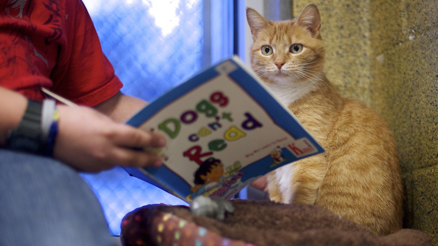 Una mujer lee un cuento a su gato (REUTERS/Mark Makela)