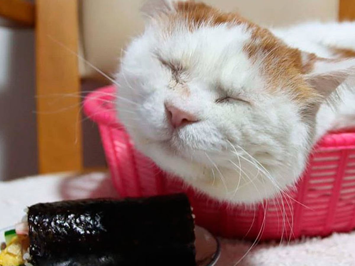 Foto: Shiro tenía una facilidad pasmosa para quedarse dormido en cualquier lugar y momento (Foto: Instagram)