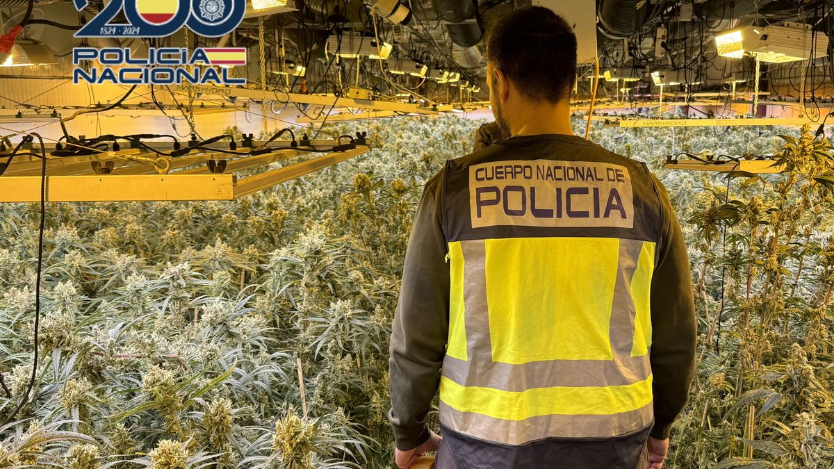 Descubren más de mil plantas de marihuana en una vivienda de Benitatxell (Alicante)