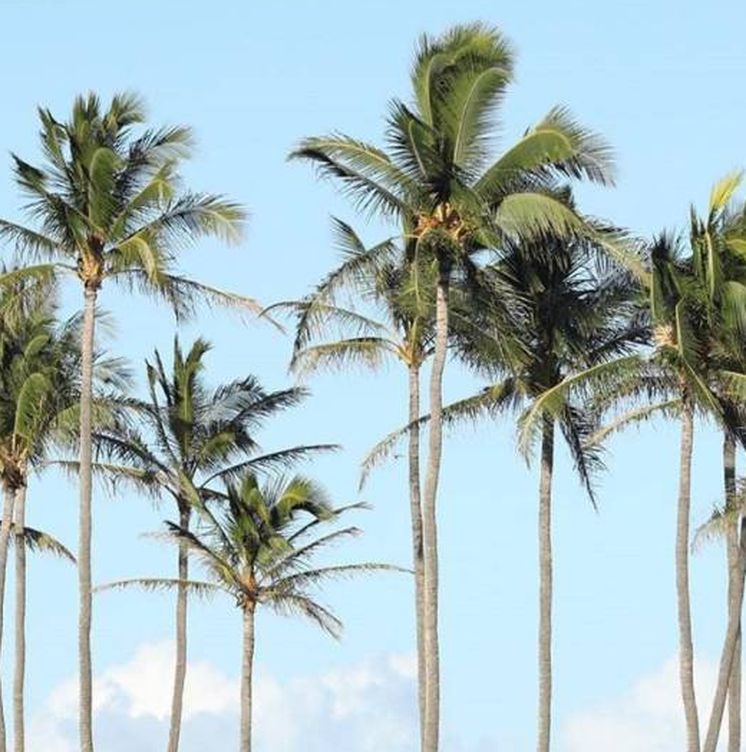 Hawái, playas paradisiacas, palmeras y Ho'Oponopono.