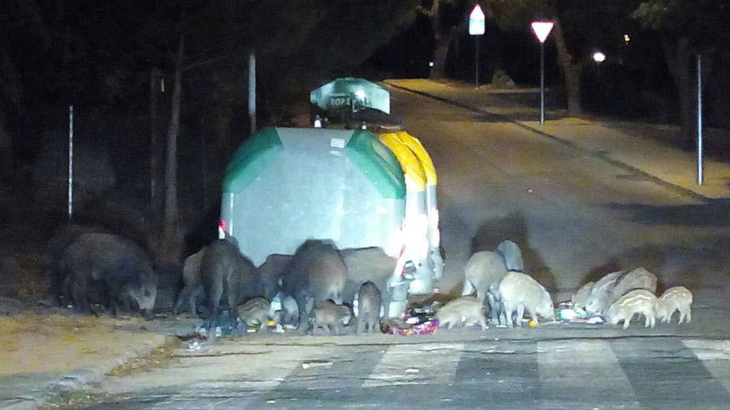 Jabalíes hurgando en contenedores de la basura en Torrelodones