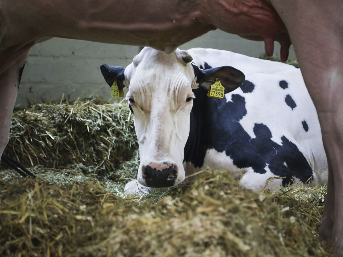 Foto: La innovación es un nuevo alimento para vacas. (EFE/Focke Strangmann)